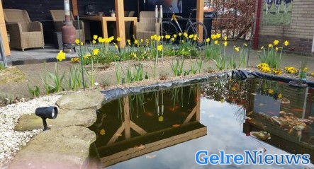 foto: Jolien Kuijt-Ruumpol - Gemaakt in eigen tuin. Het was op en top genieten vandaag. De narcissen en de weerspiegeling van de lucht in de vijver maakt het plaatje compleet