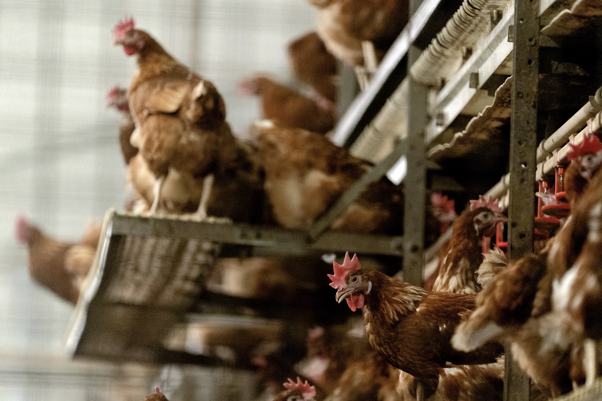 Vogelgriep op legpluimveebedrijf in Lunteren: 5000 kippen geruimd