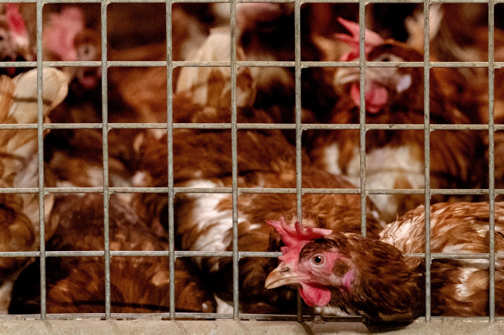 Weer landelijke ophokplicht pluimvee wegens opleving vogelgriep