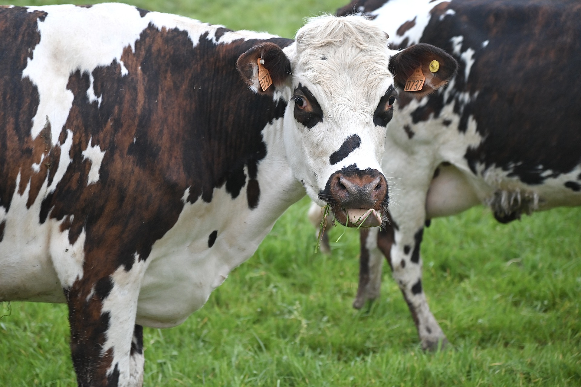 32 losgebroken koeien zetten dorp op stelten: koeien lopen onder andere op begraafplaats
