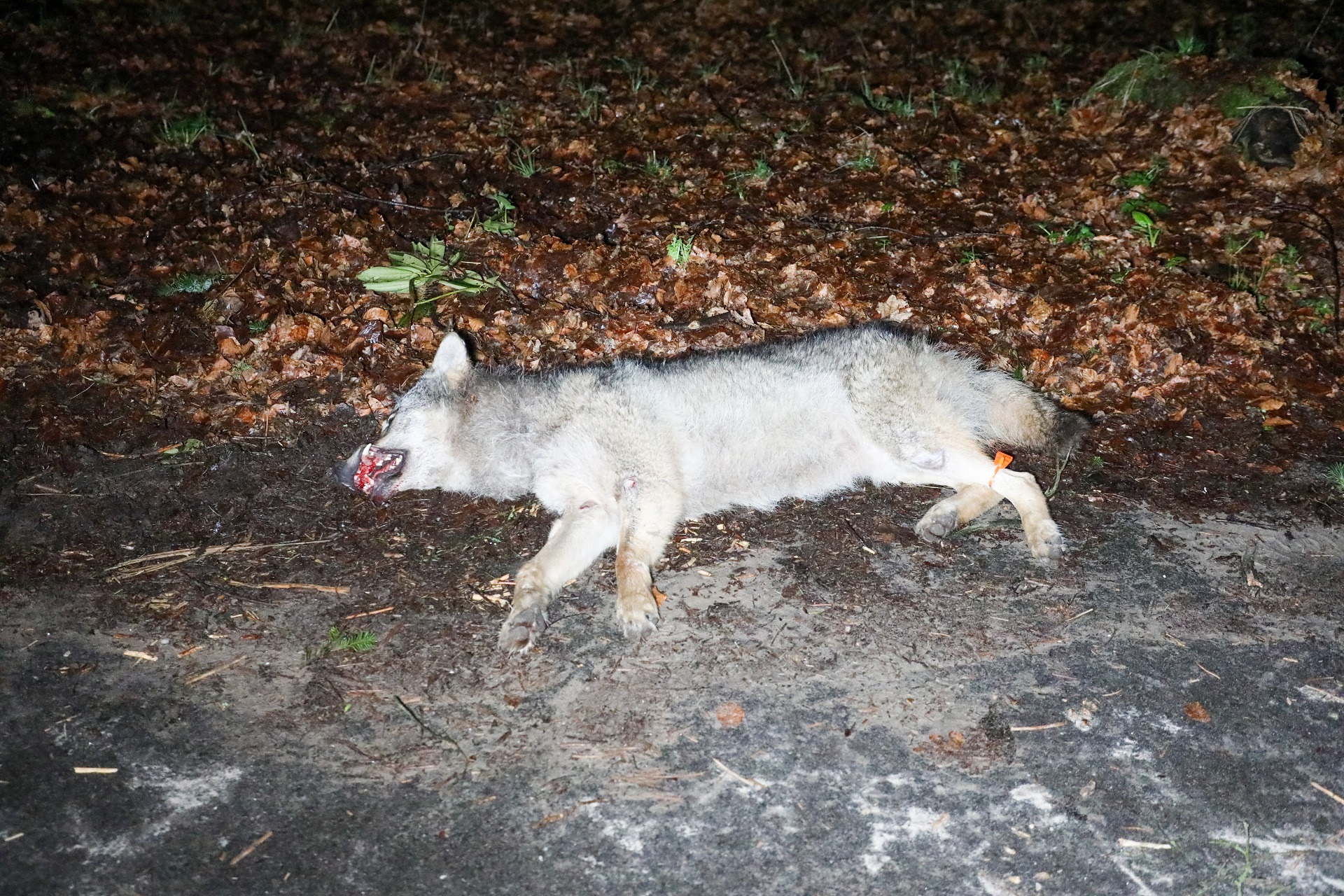 Dode wolf aangetroffen, mogelijk aangereden