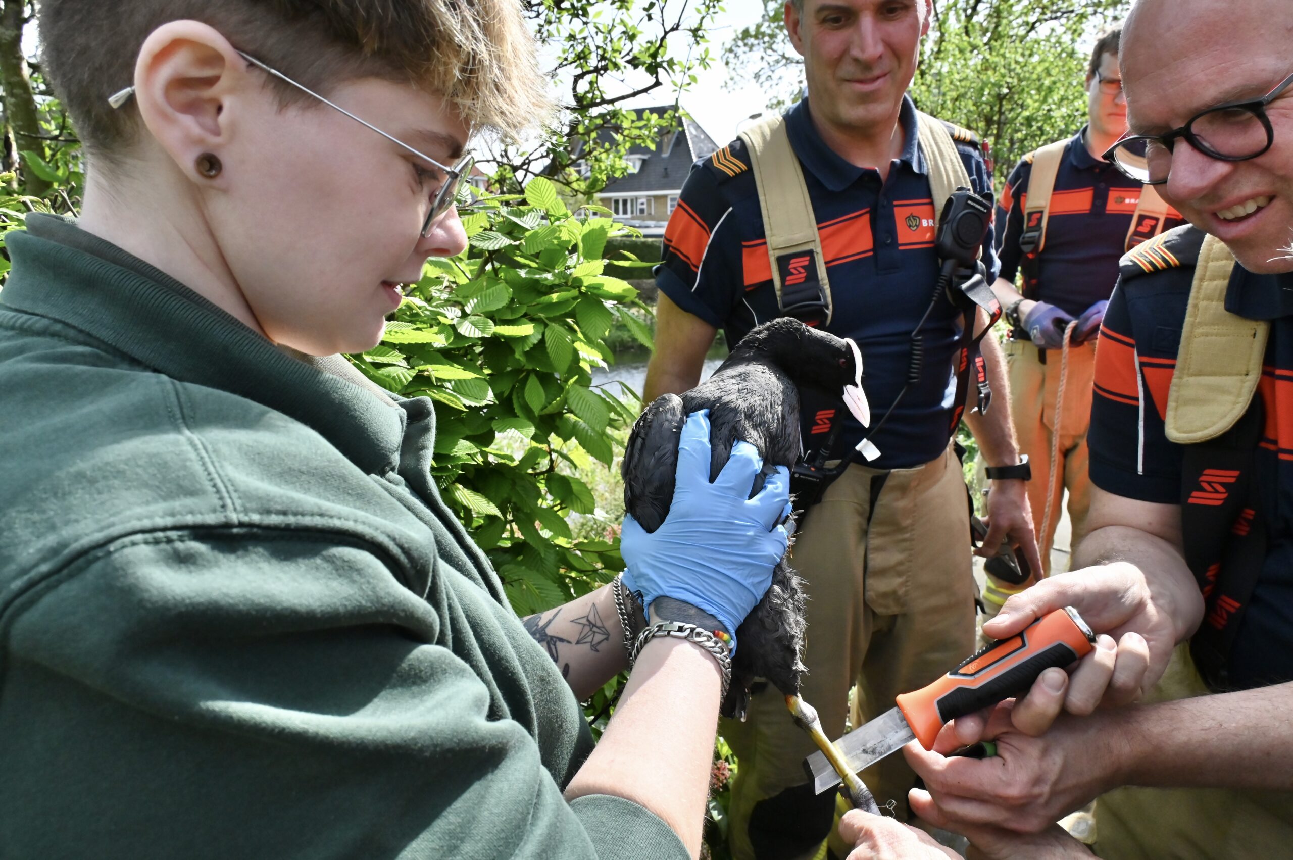 Meerkoet vast aan visdraad in Arnhemse woonwijk: brandweer bevrijdt diertje