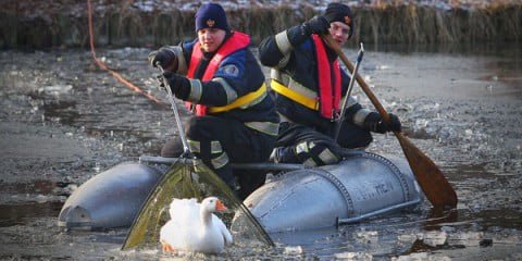 Brandweer redt gans Zutphen|Foto Fotobureau Kerkmeijer Brandweer redt gans Zutphen|Foto Fotobureau Kerkmeijer