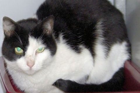 FOTO Dierenambulance Doetinchem e.o