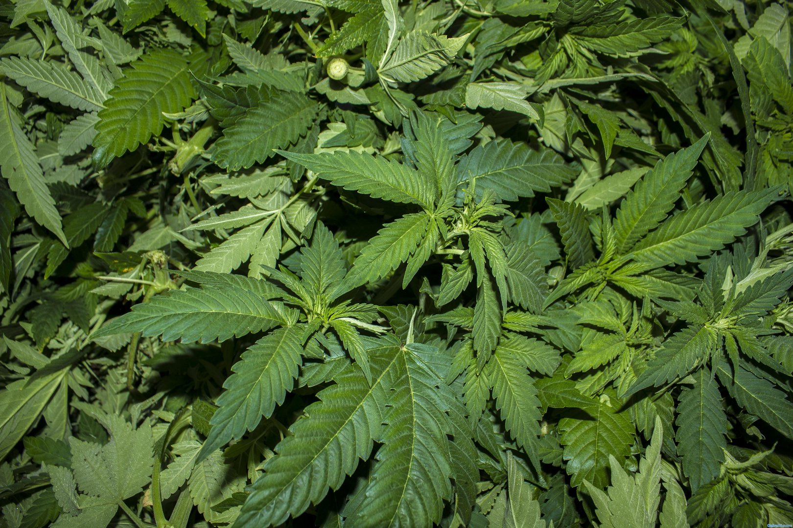 Woning en garages gesloten door aantreffen hennepplanten