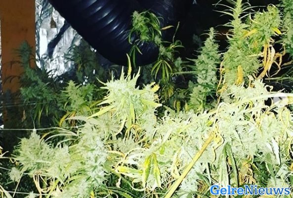 Weer wietkwekerij opgerold in Nijmegen