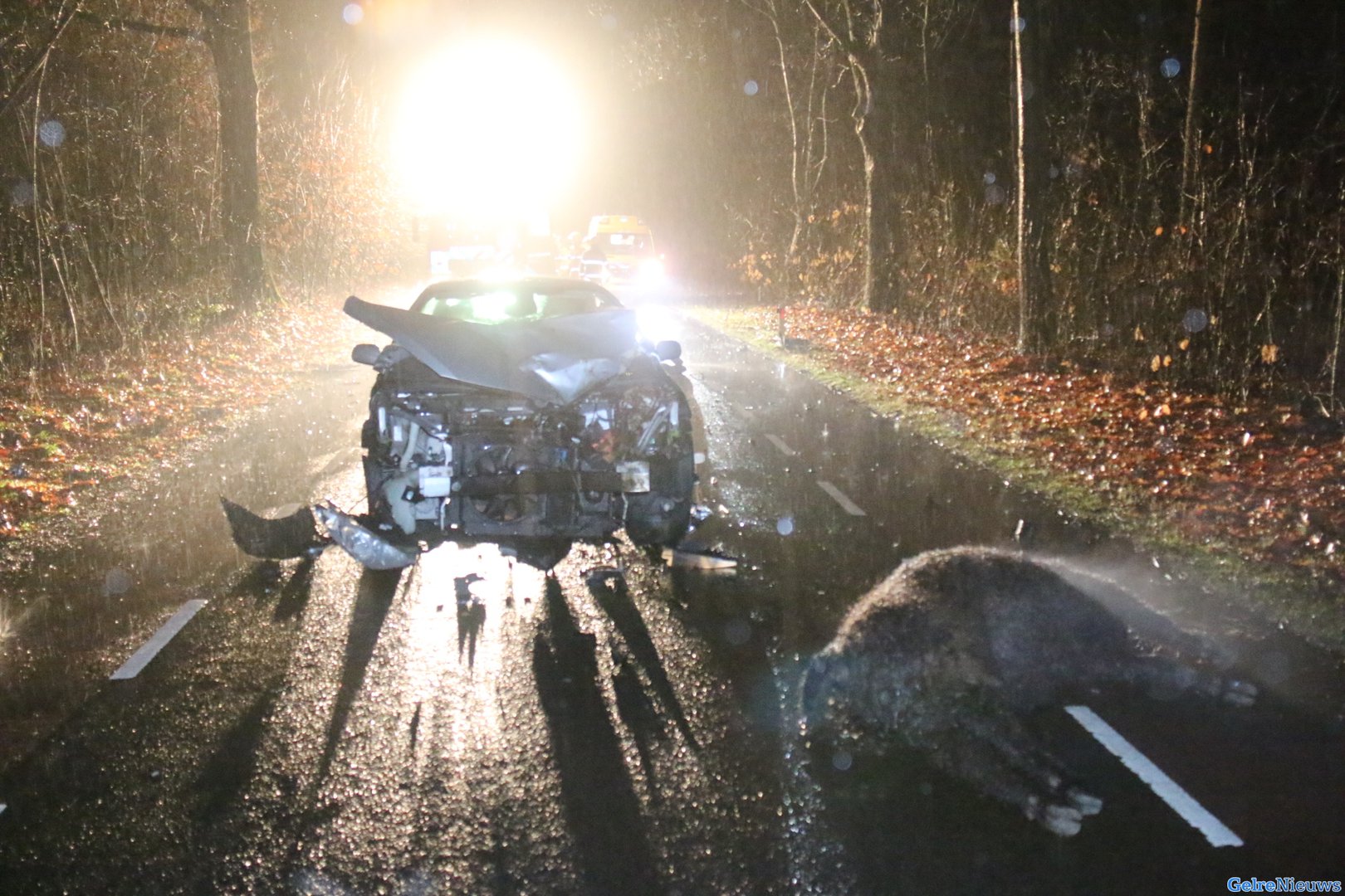 Auto botst op koeien, drie koeien dood
