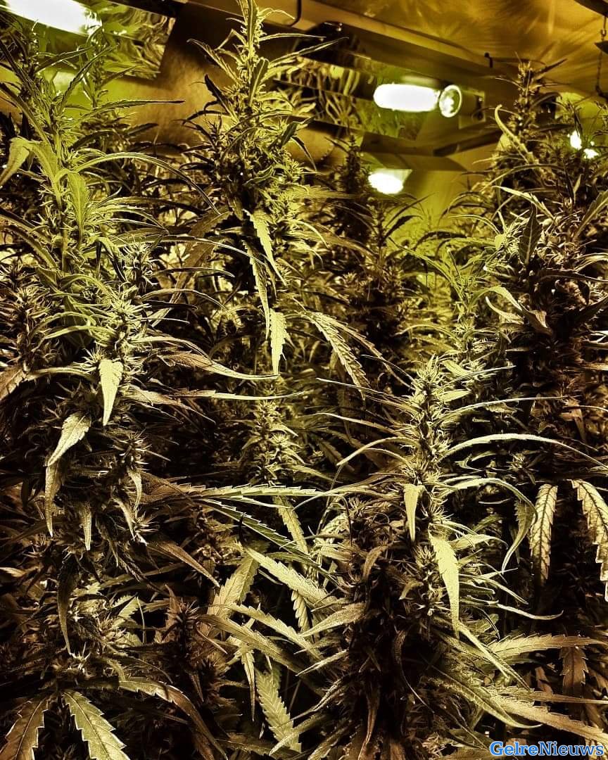 Politie oogst 400 hennepplanten in hennepkwekerij
