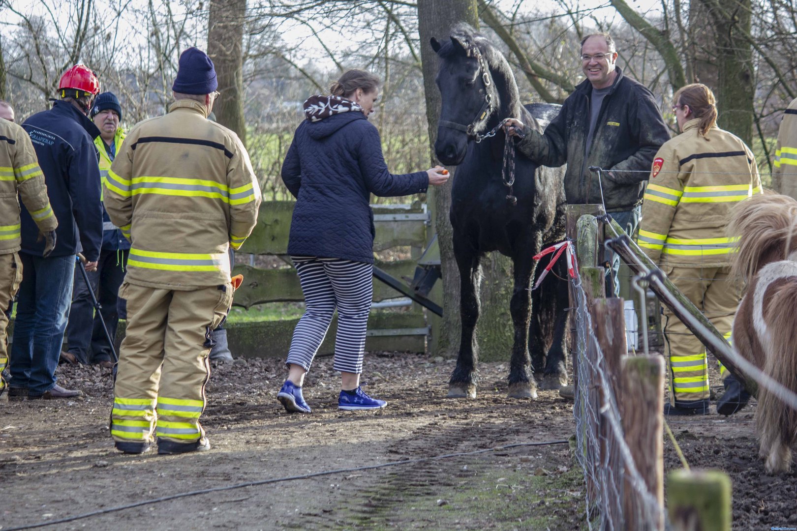 Brandweer redt paard uit put in Drempt