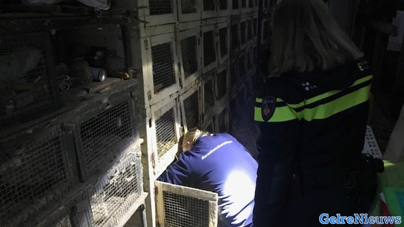 Ruim 200 konijnen in beslag genomen na verwaarlozing