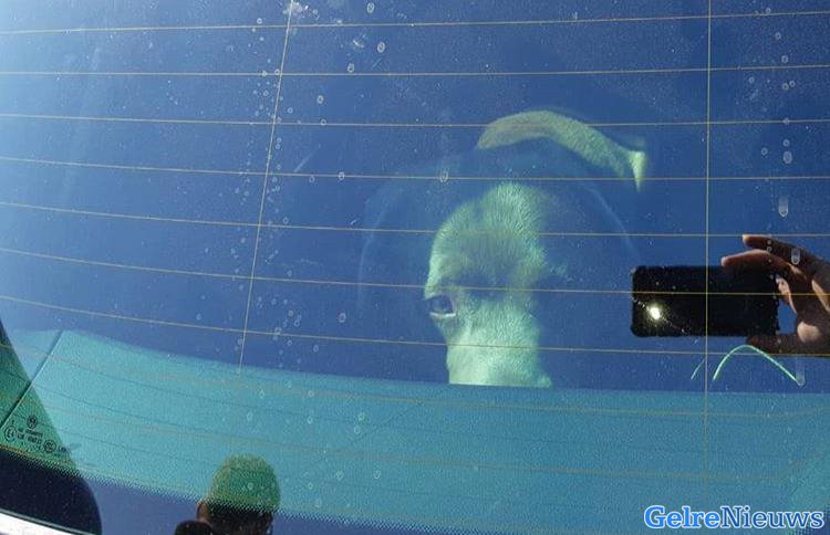 Automobilist laat hondje in snikhete auto achter
