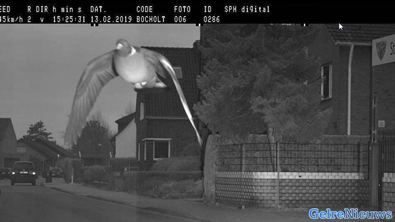 Duif vliegt 12 kilometer te hard en wordt geflitst