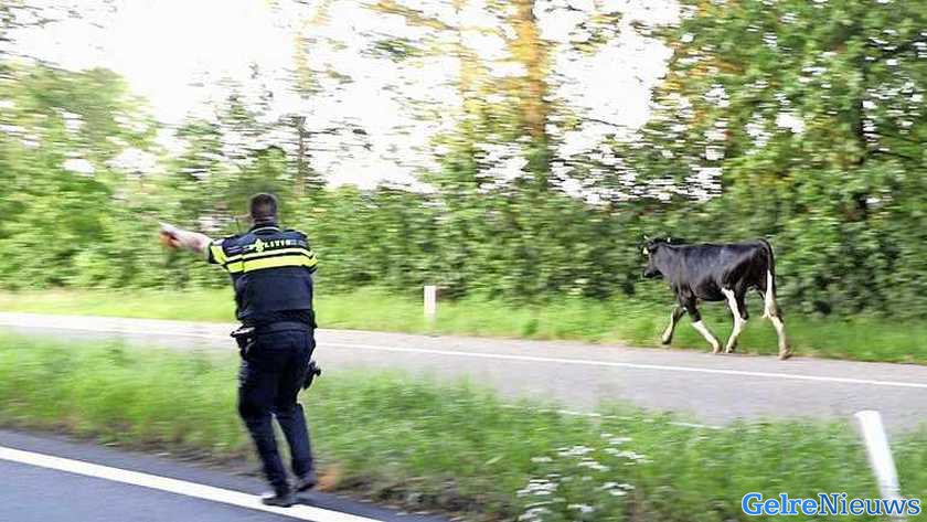 VIDEO: Ontsnapte stier rent oprit van snelweg op