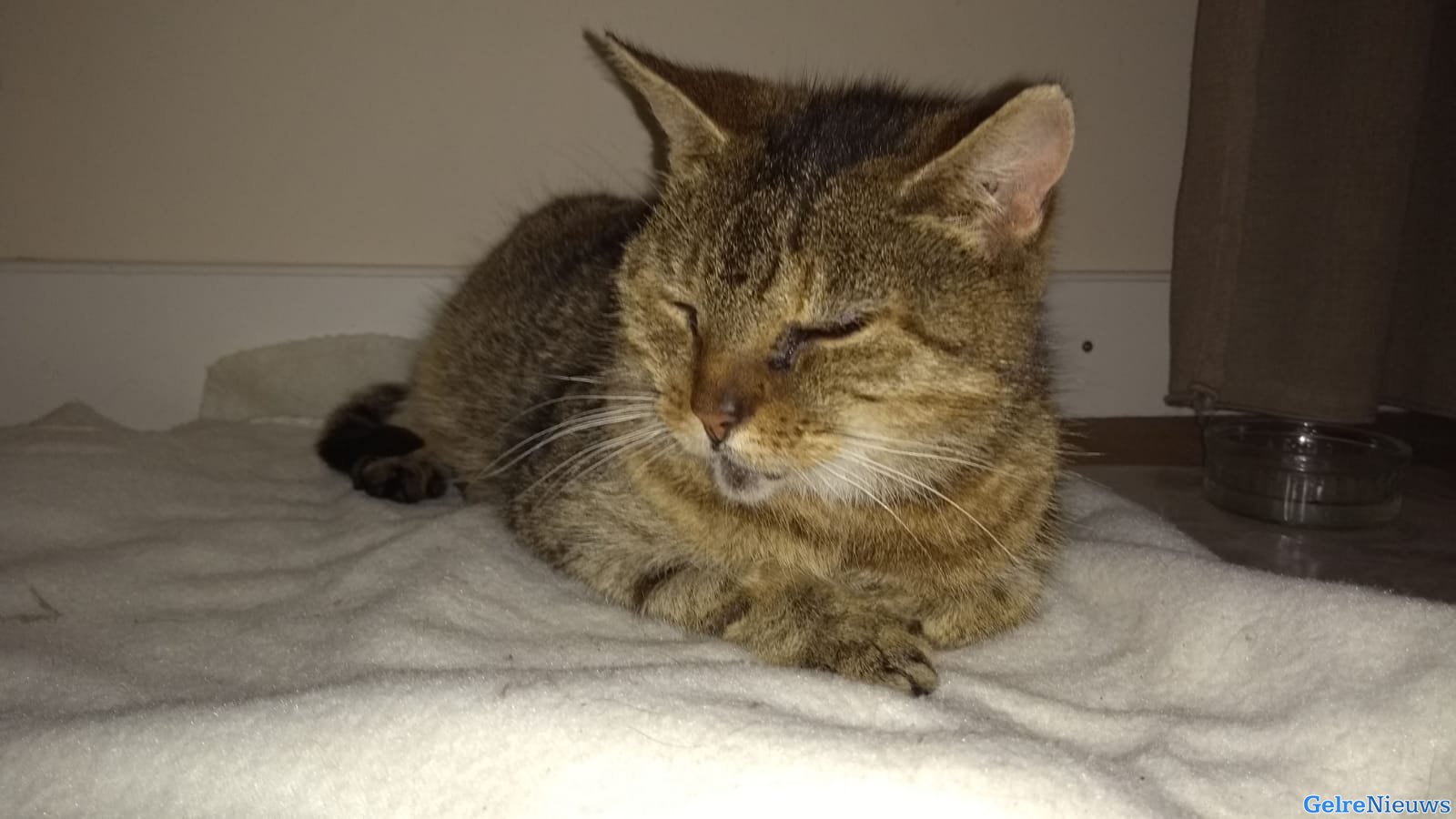 Vermiste kat Kiki na 10 jaar weer terug: “Wij zijn erg blij dat onze kat weer terug is”