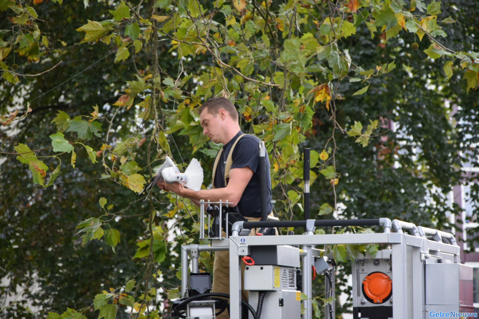 Brandweer redt meeuw uit boom