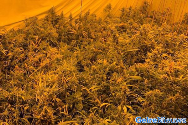 Hennepkwekerij van 1200 planten ontdekt in bedrijfspand Duiven