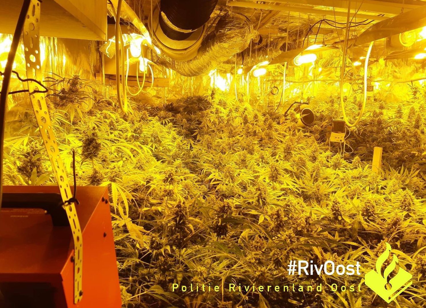 Hennepkwekerij aangetroffen in Pannerden