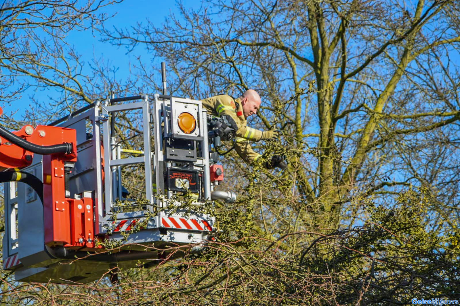 Brandweer bevrijdt vogel die vast zit in boom in Arnhem