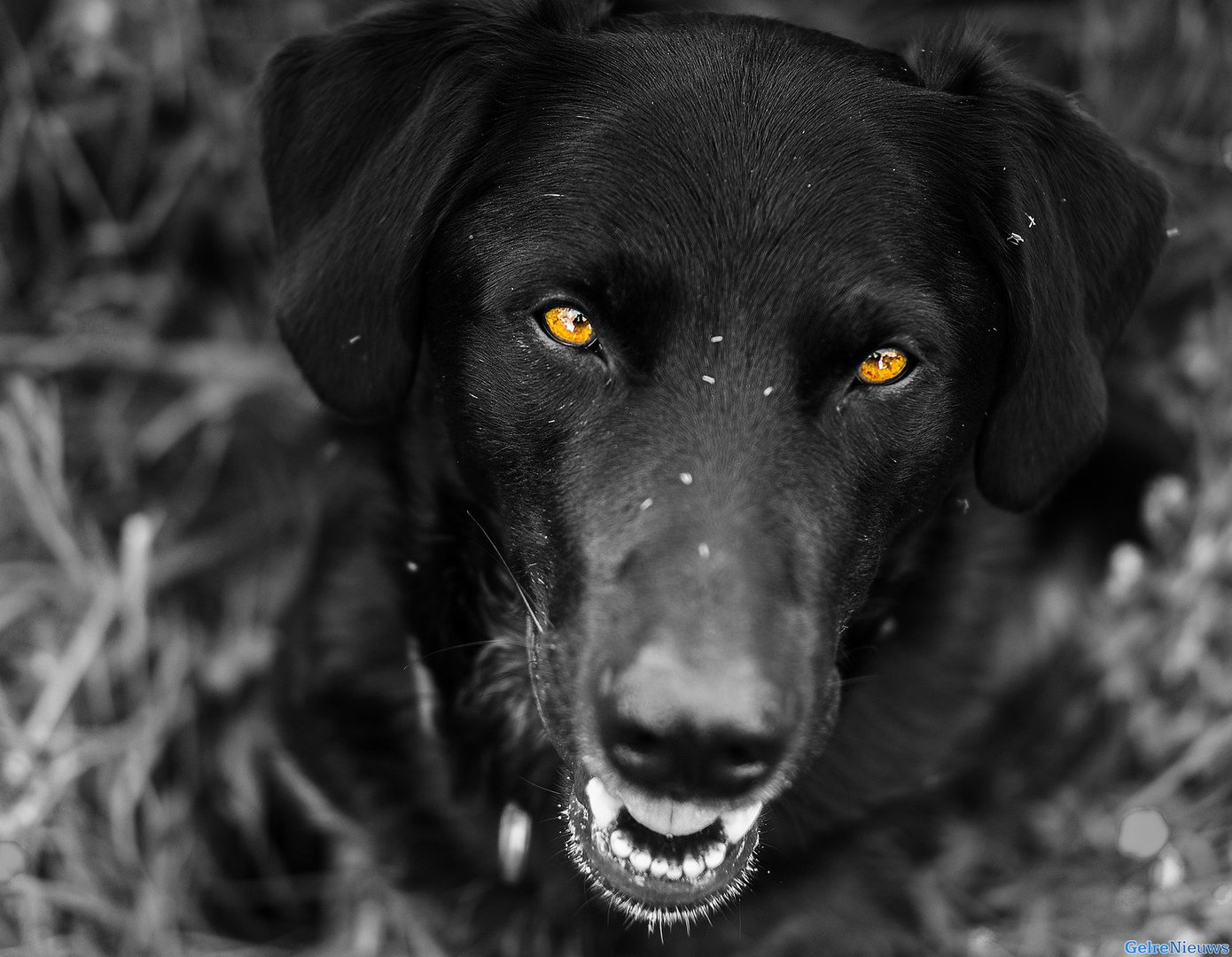 Agressieve hond valt hert aan in Arnhem