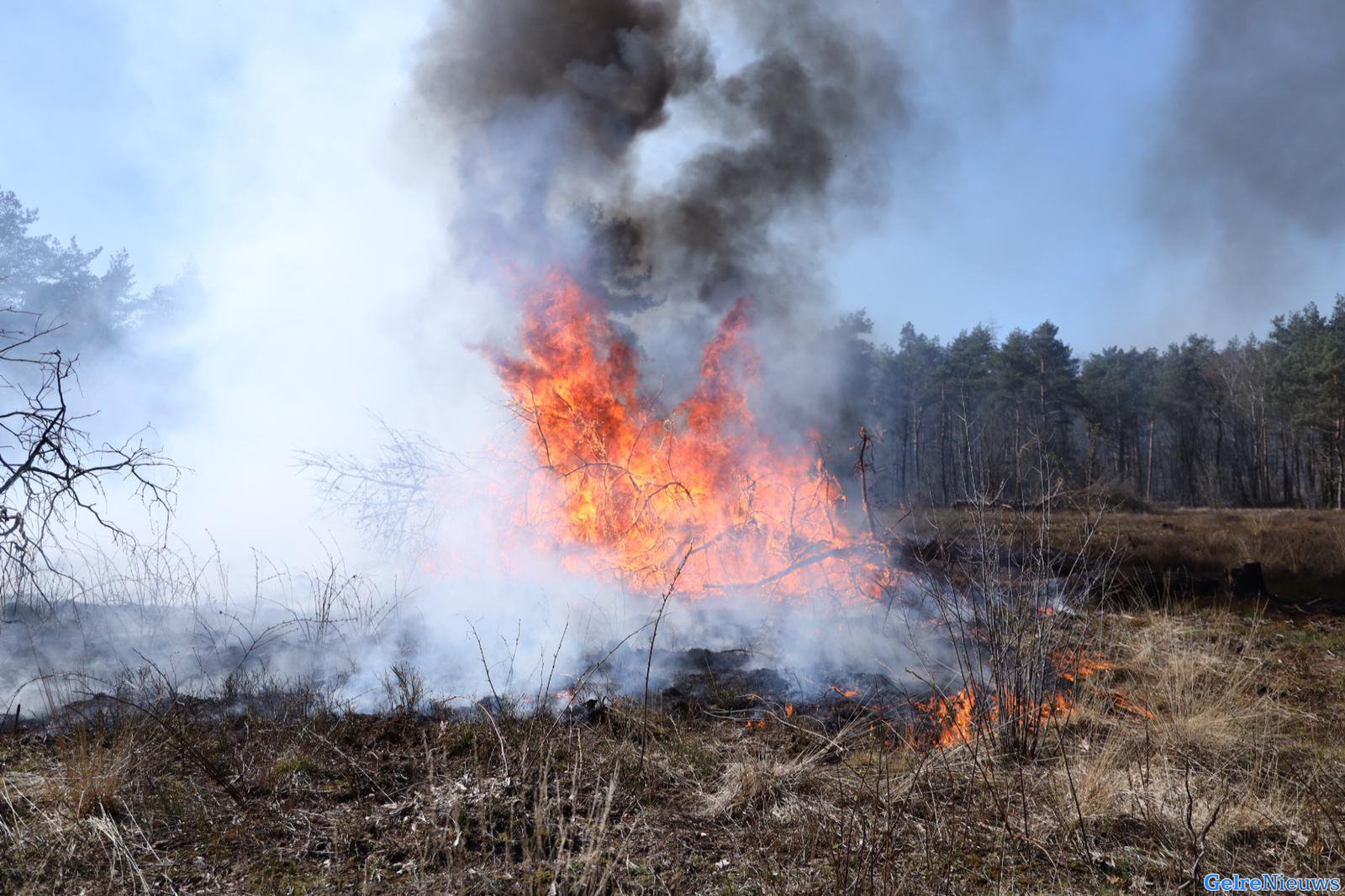 Heidebrand in het bos van Rozendaal