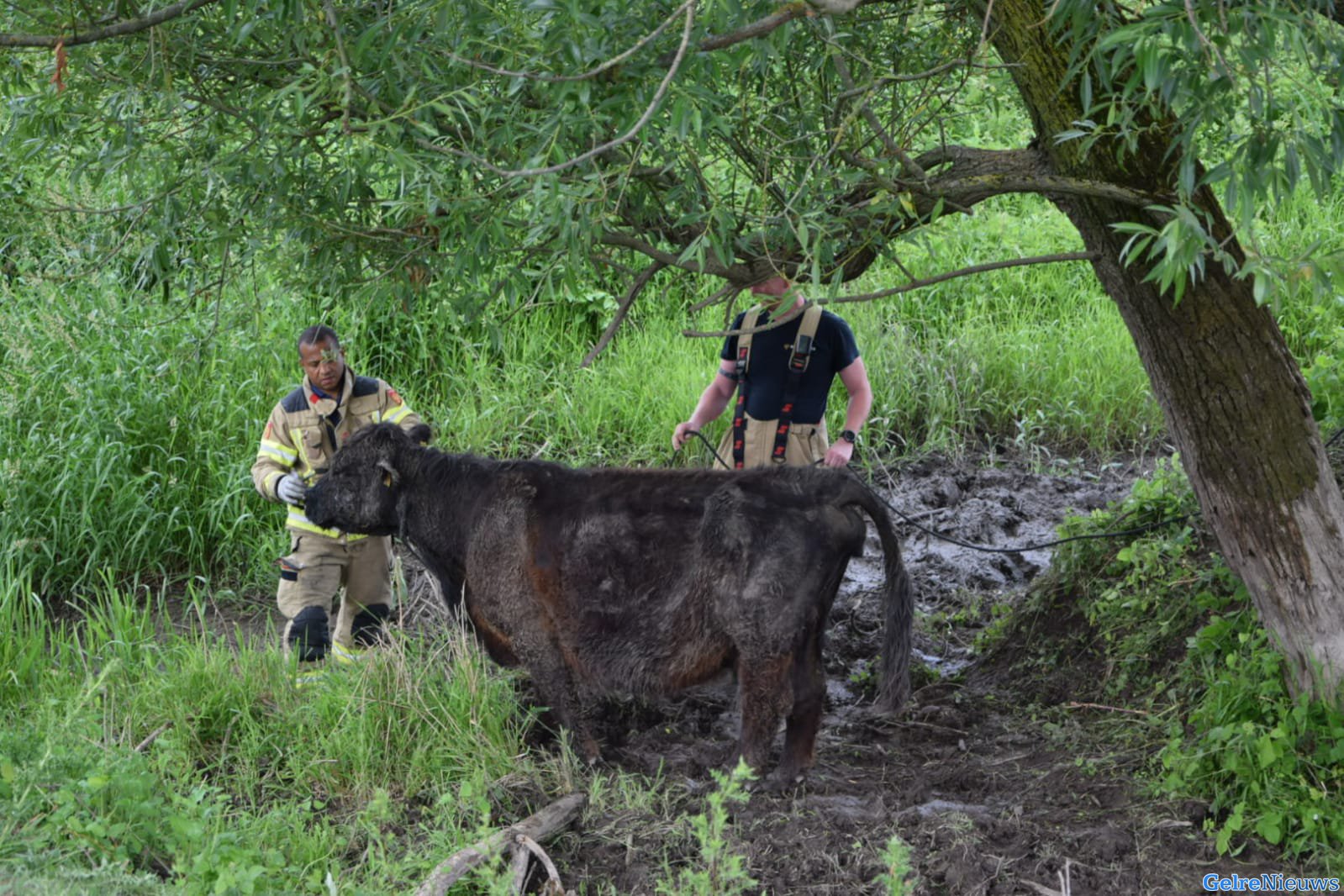 Brandweer helpt koe in Arnhem