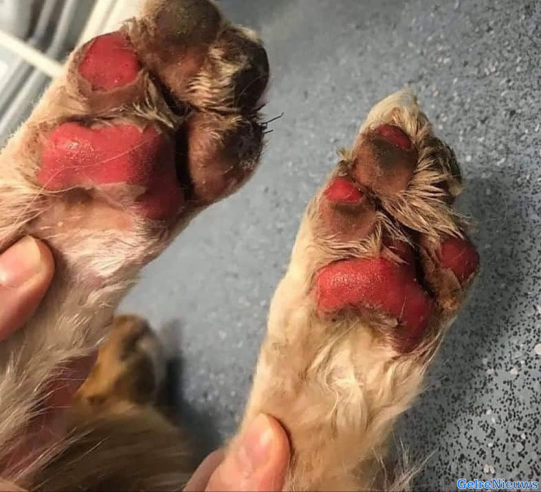 Honden bezitters, opgepast!