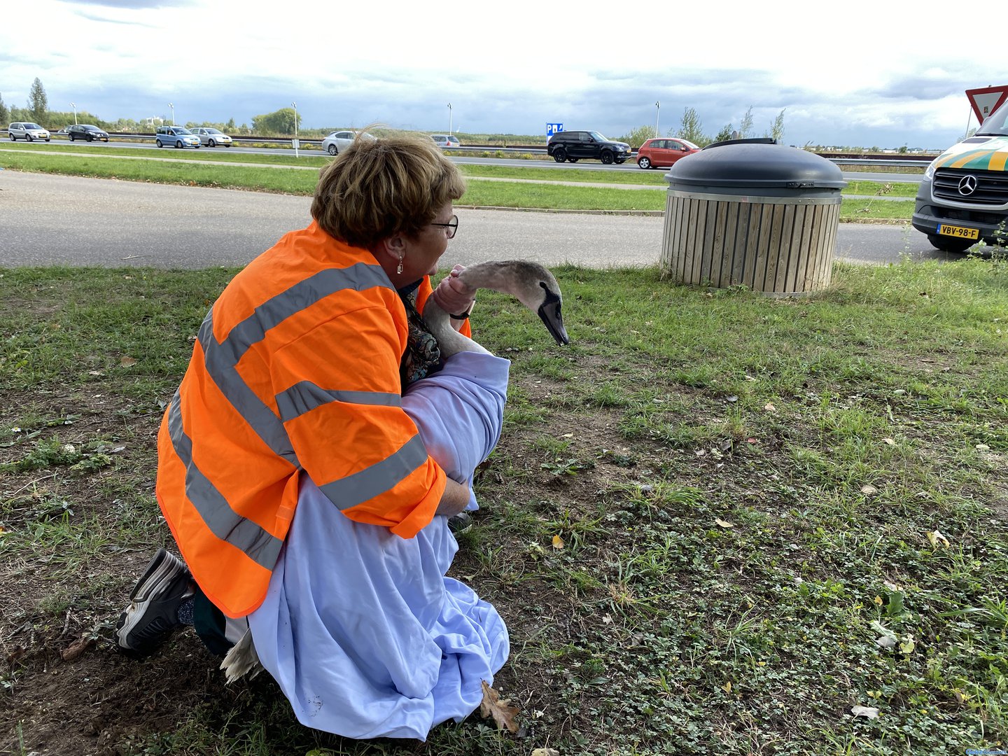 Zwaan loopt op A325 en veroorzaakt flinke file