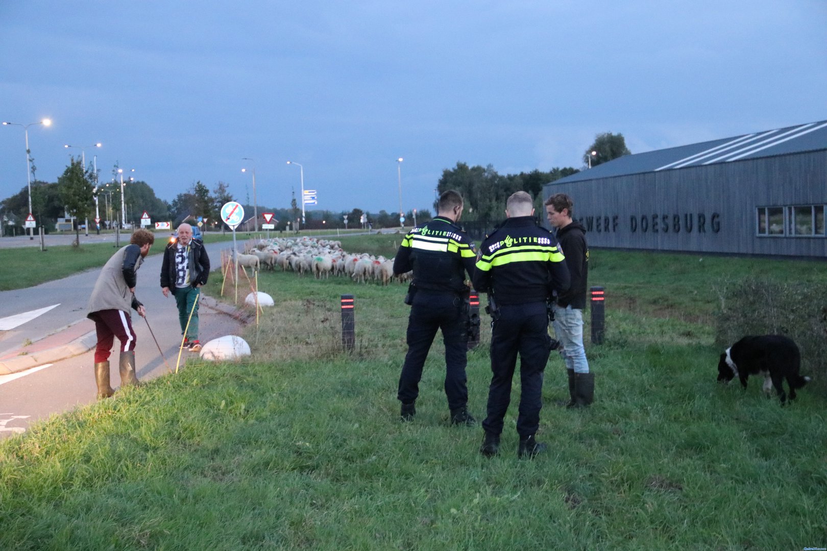 Kudde schapen zet Doesburg op de kop
