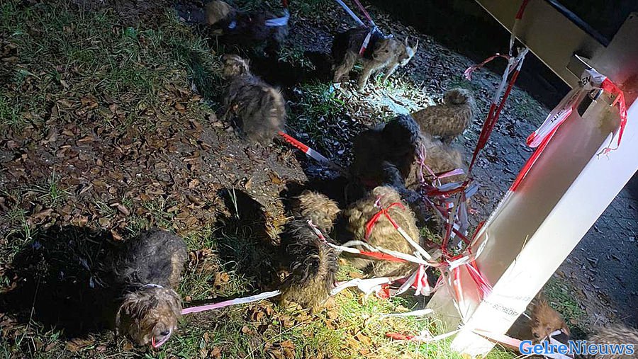 Gedumpte verwaarloosde hondjes in Arnhem in Opsporing Verzocht: 6 tips