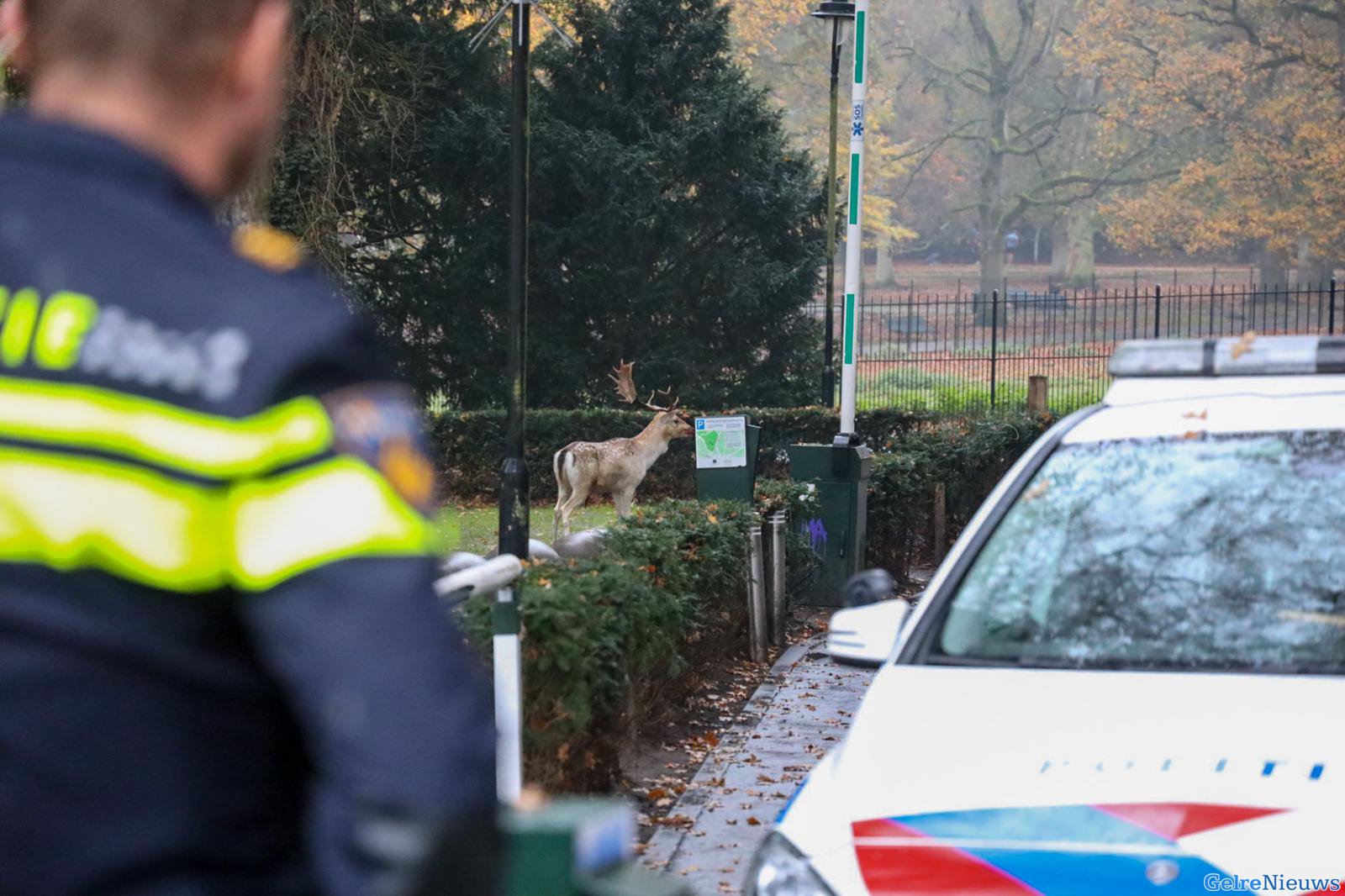Hert afgeschoten na vandalisme in park Sonsbeek