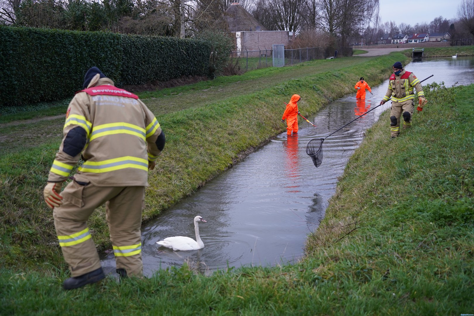 Zwaan raakt verstrikt in visdraad met haakje
