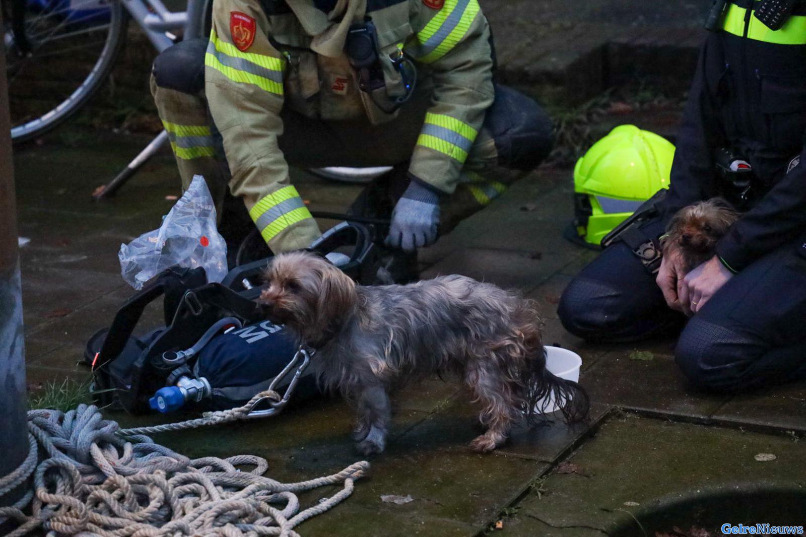 Vijf dieren gered uit brandende woning in Arnhem