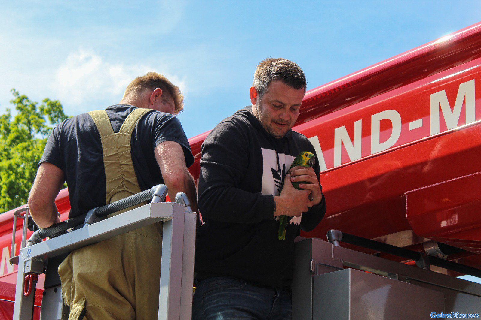 Brandweer redt papegaai uit boom in Arnhem