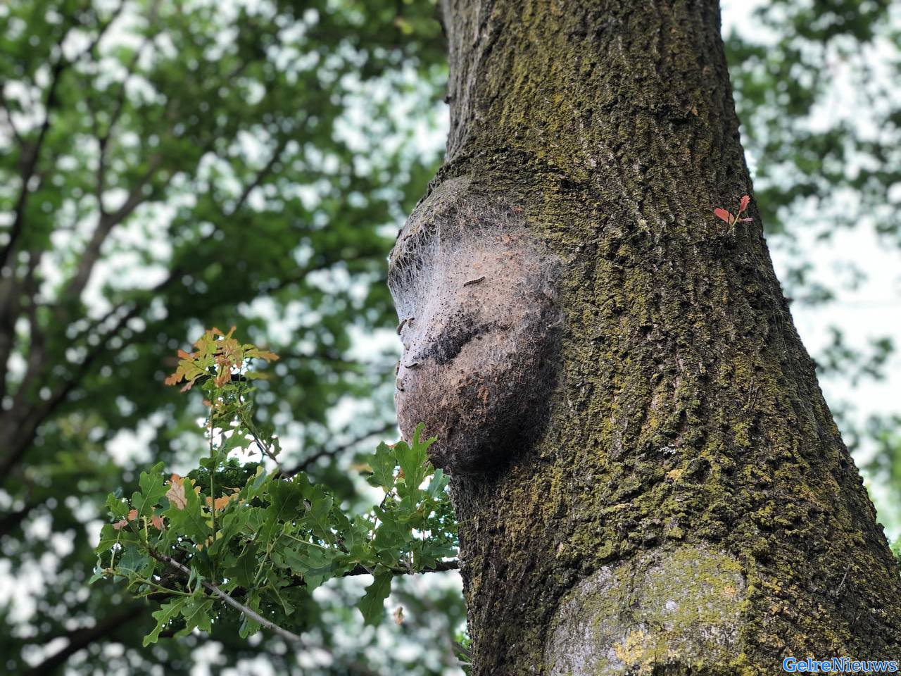 Veel eikenprocessierupsen tussen Rheden en Velp