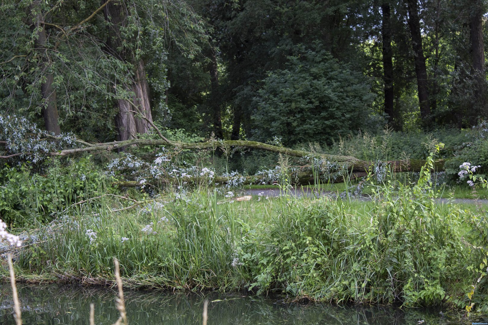 Voetpad tijdelijk geblokkeerd door omgevallen boom in Arnhem