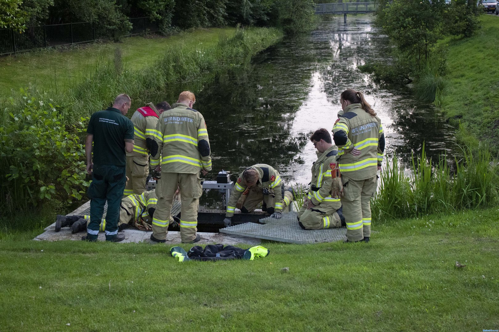 Meerkoet vast in duiker van een vijver in Velp