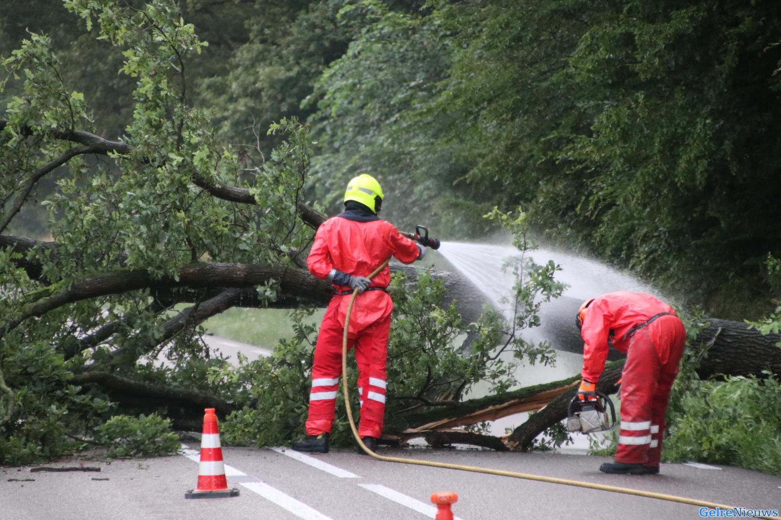 Brandweer zaagt boom vol eikenprocessierupsen om