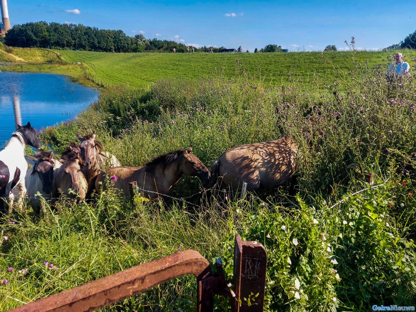 Paarden verplaatst door ondergelopen weiland in Weurt