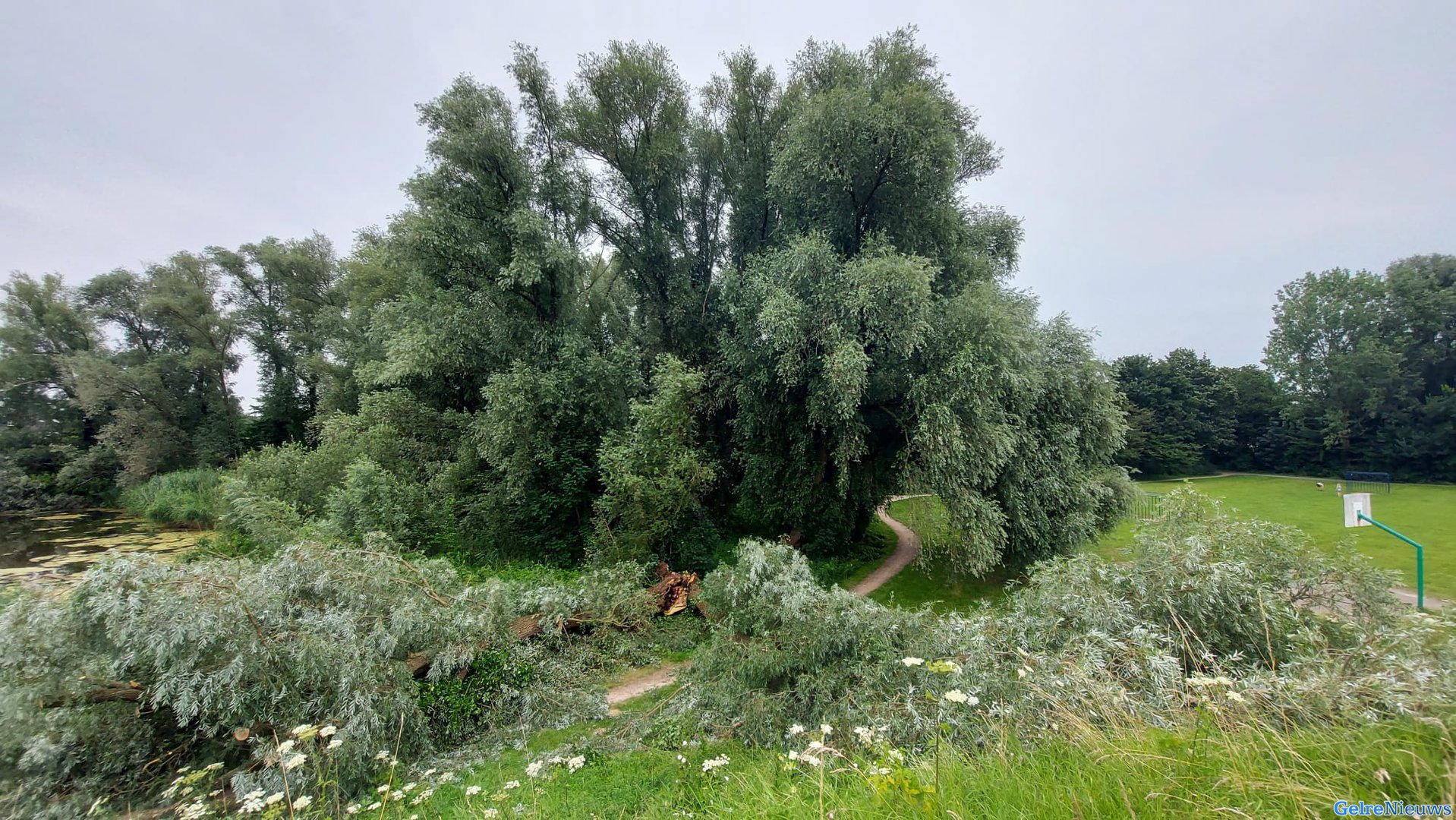 Grote boom valt gedeeltelijk om: brandweer verwijdert andere deel