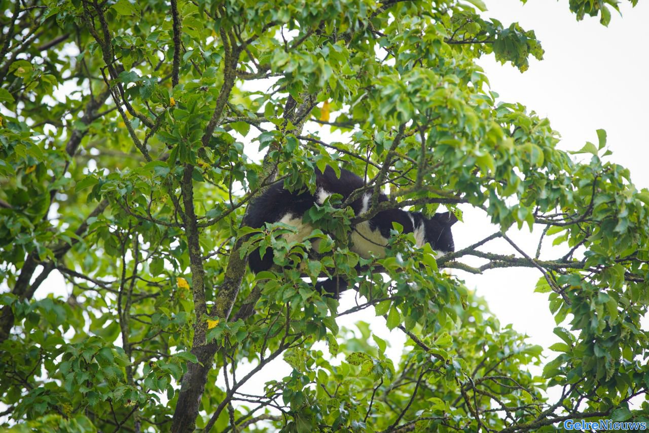 Kat springt uit boom tijdens reddingsactie van de brandweer in Arnhem