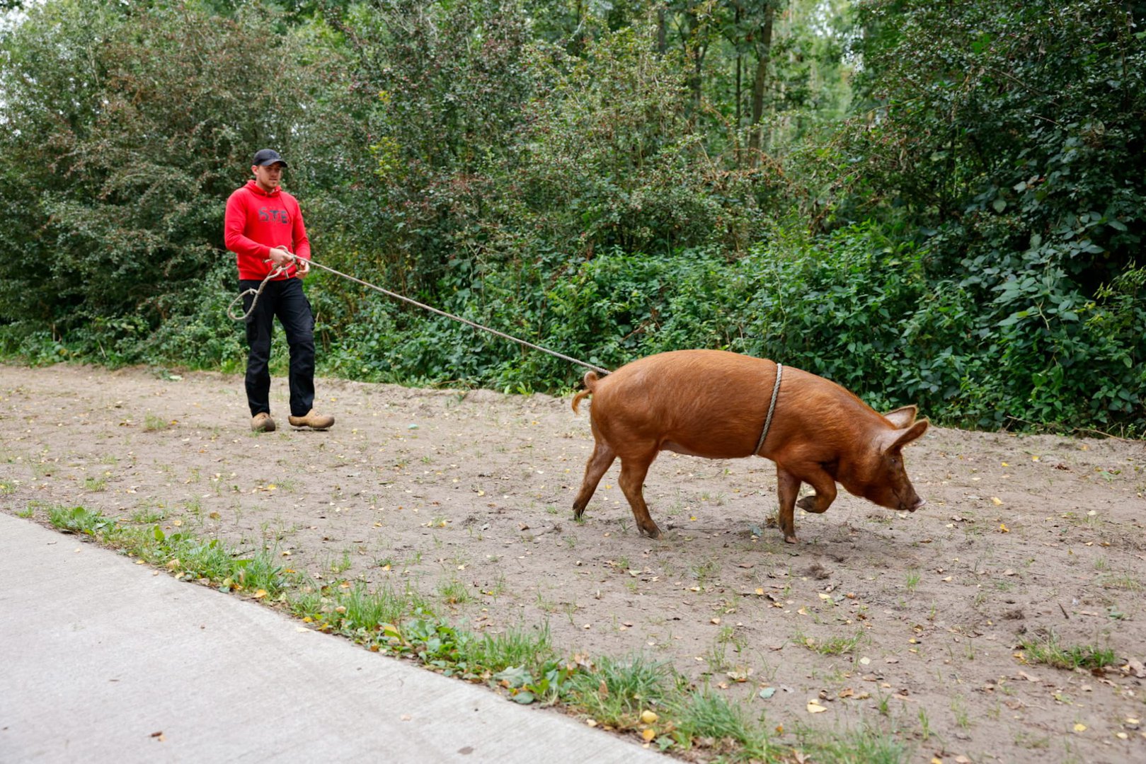 Ontsnapt varken gevangen met een lasso