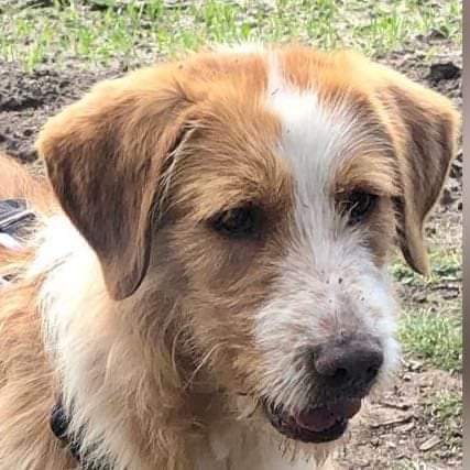 Hond vermist na schrikreactie van vuurwerk