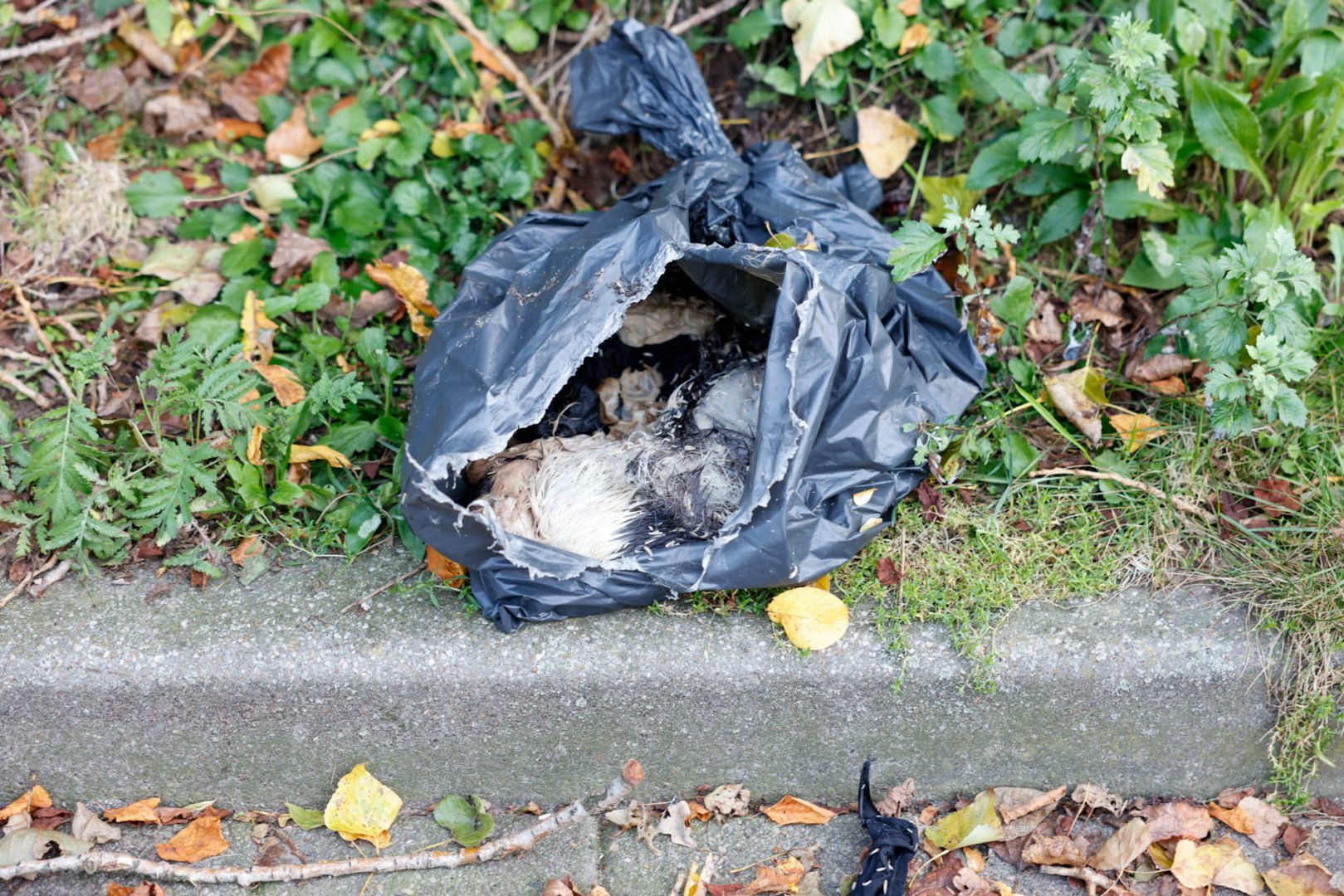 Zeker 10 doden kittens gedumpt twee op plekken in Ede