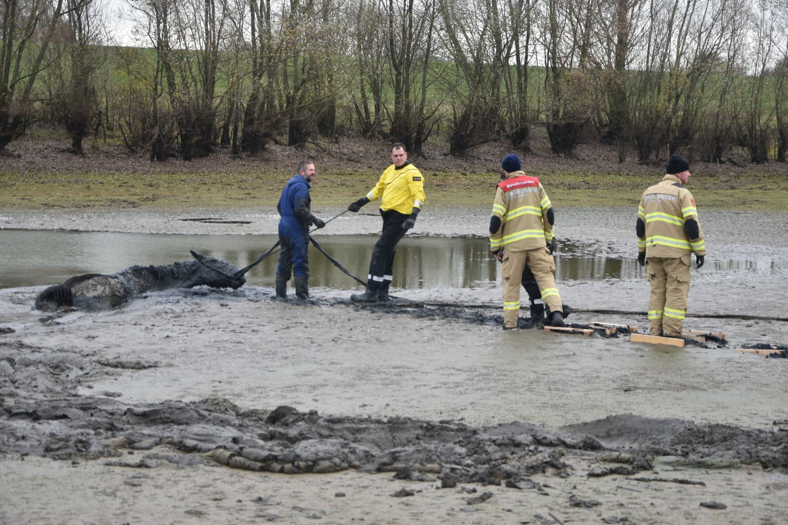 Paard bijna verzwolgen door modder in weiland in Pannerden