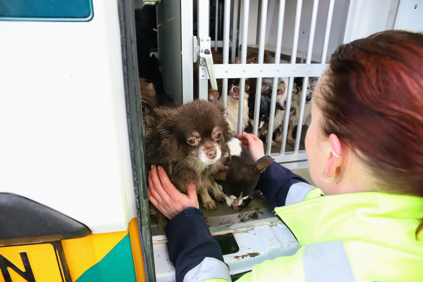 Bizar: Ruim twintig verwaarloosde hondjes vastgebonden aan houten paal