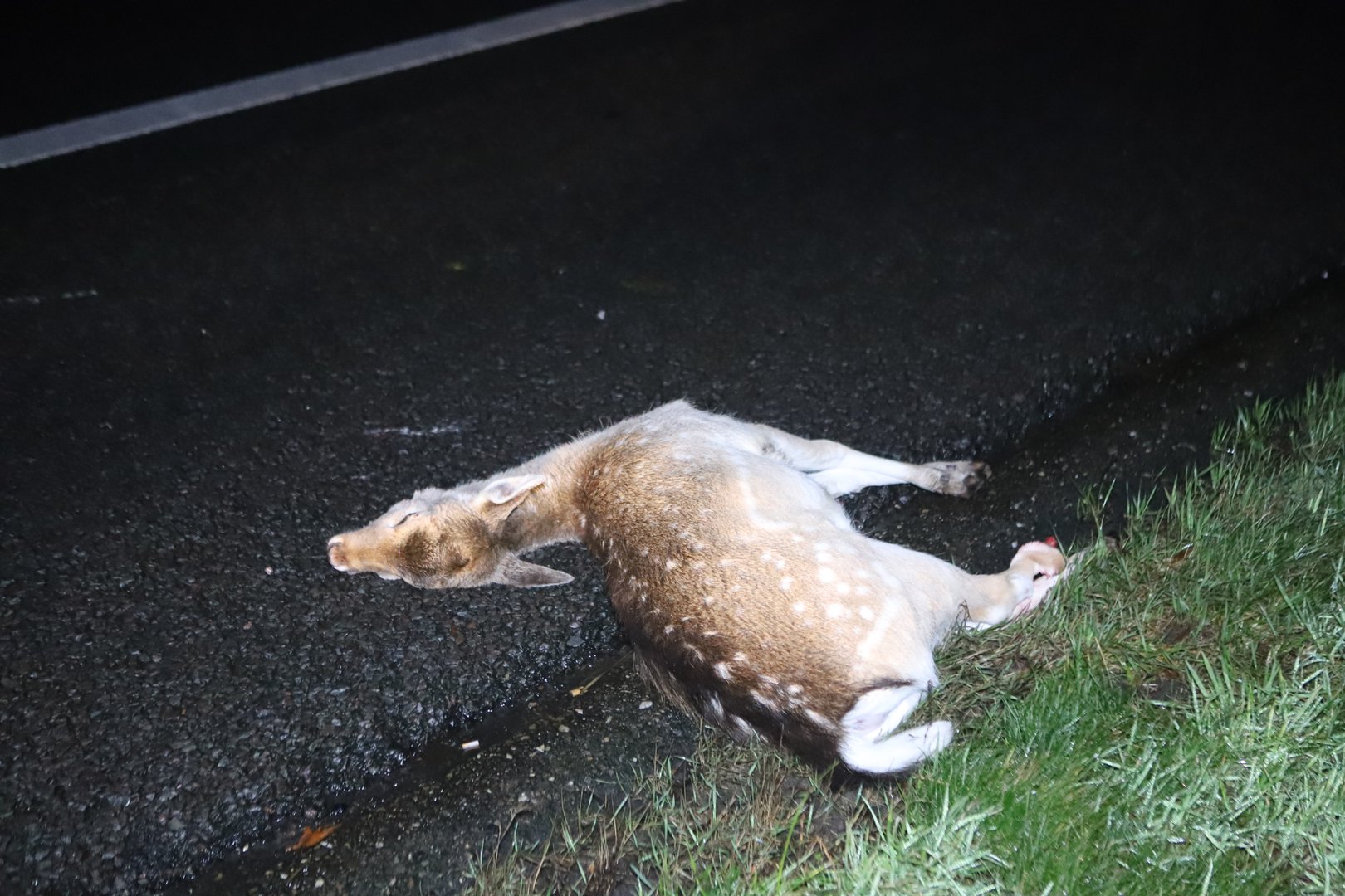 Hert om het leven gekomen bij aanrijding A30