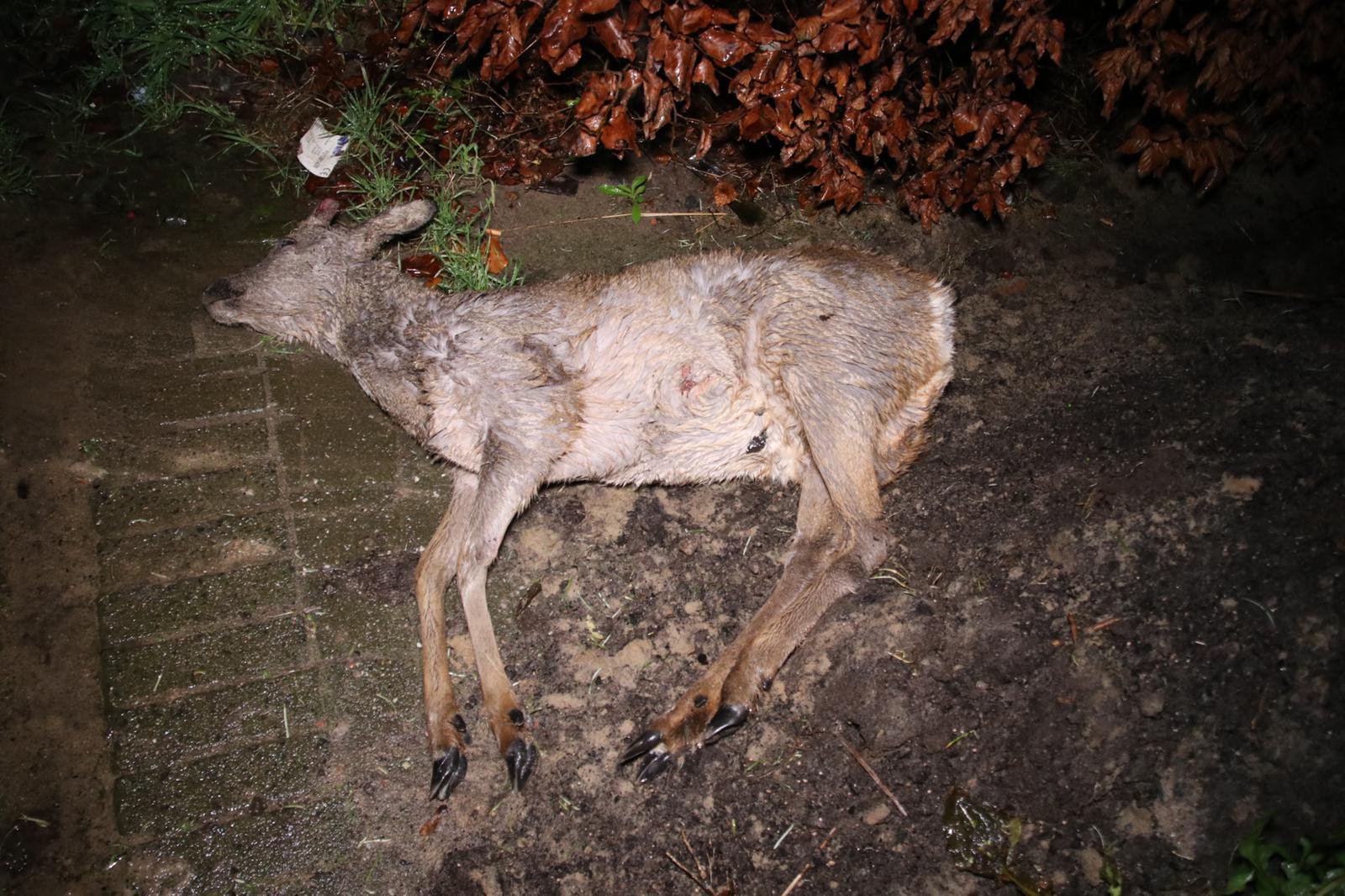 Ree kilometers onder auto meegesleurd na aanrijding