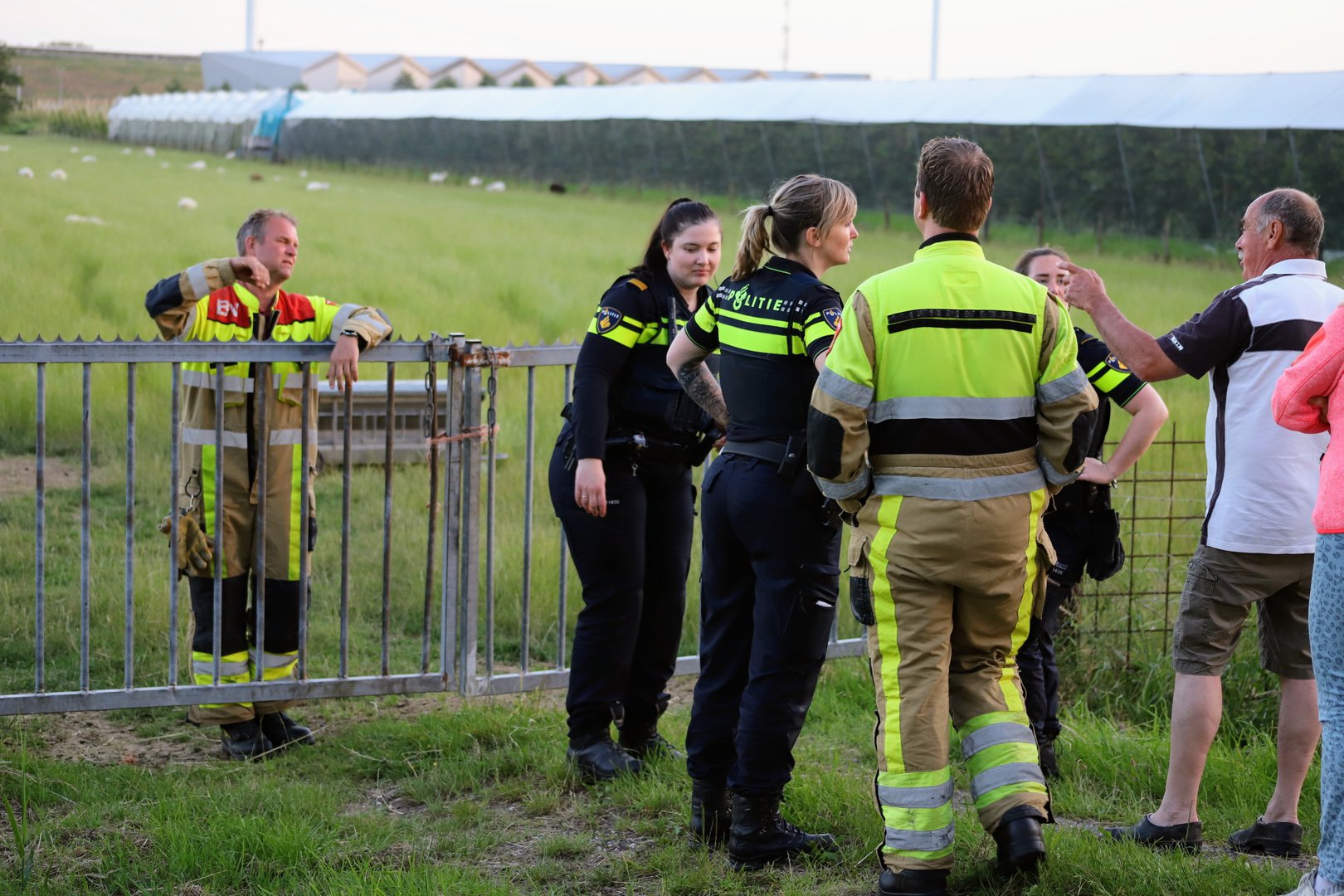 Hulpdiensten jagen achter losgebroken schaap aan