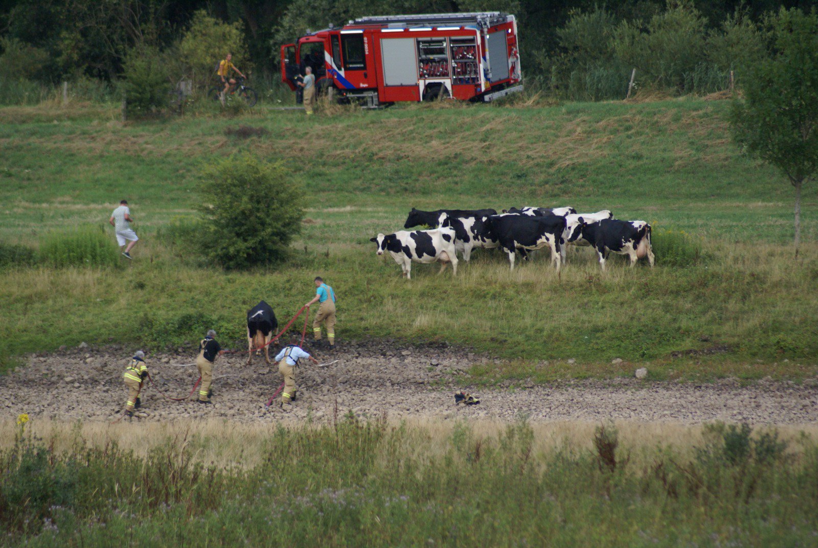 Koe uit de IJssel gered bij Lathum