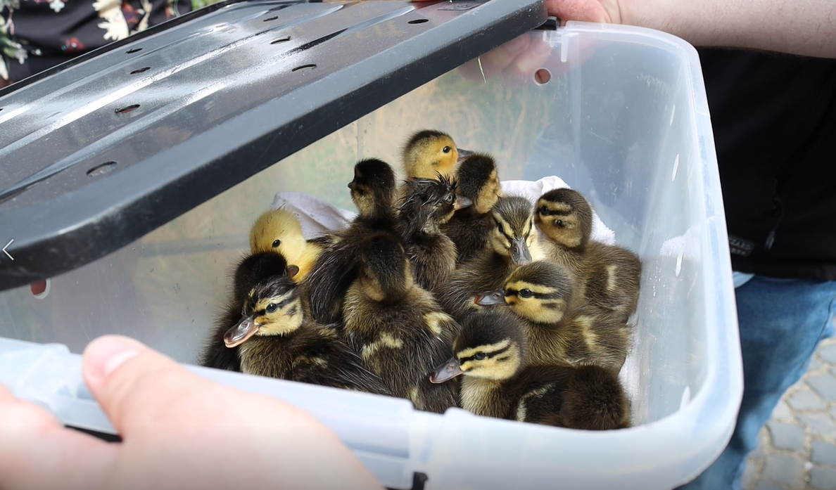 14 jonge eendjes gered uit put in Velp